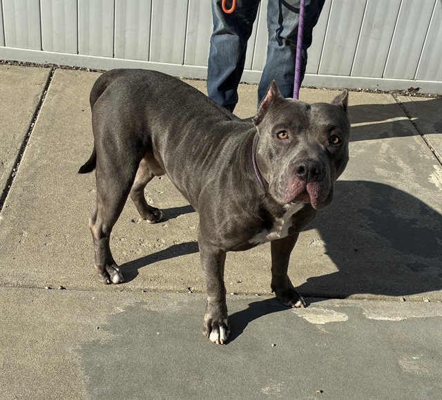 Shelter Stray Male Dog last seen Near BLOCK VALLEY FORGE WAY, 3528 Newburg Rd, Louisville, KY 40218, USA