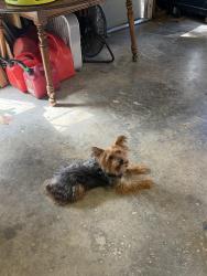 Reunited Male Dog last seen Tower Road and Muirs Chapel, Greensboro, NC 27410