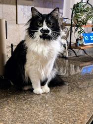Reunited Female Cat last seen Neely Farm Dr, Simpsonville, SC 29680, USA, Simpsonville, SC 29680