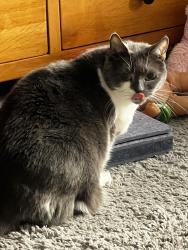 Reunited Female Cat last seen Lochfield road paisley, Renfrewshire, Scotland 