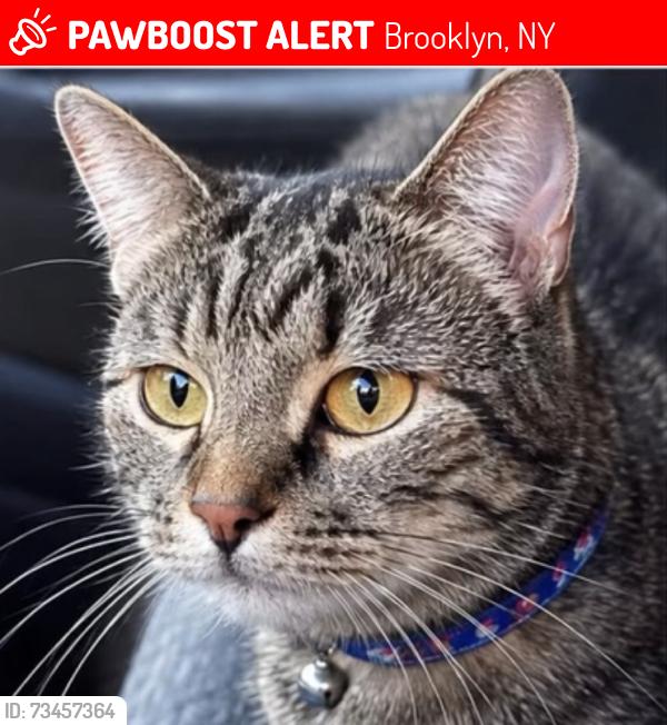 Lost Female Cat last seen Sherlock Place, Brooklyn, NY 11233