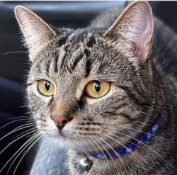 Lost Female Cat last seen Sherlock Place, Brooklyn, NY 11233