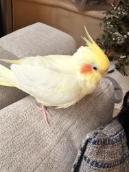 Lost Male Bird last seen Bouquet canyon rd, silverado, Trabuco Canyon, CA 92688