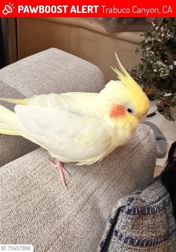 Lost Male Bird last seen Bouquet canyon rd, silverado, Trabuco Canyon, CA 92688