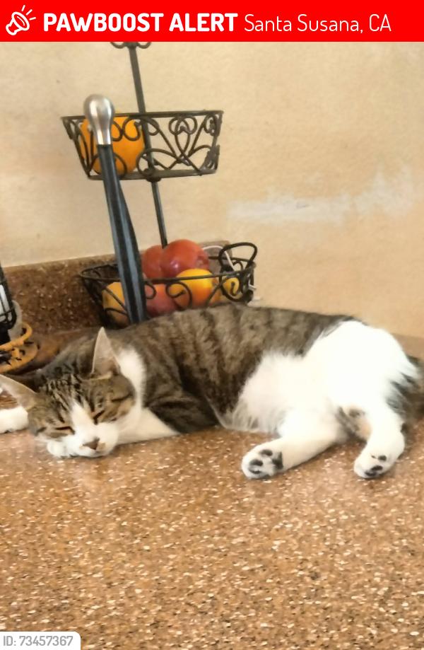 Lost Female Cat last seen Cochran St y tapo st, Santa Susana, CA 93063