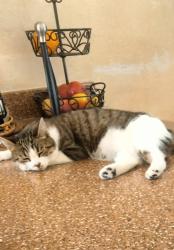 Lost Female Cat last seen Cochran St y tapo st, Santa Susana, CA 93063
