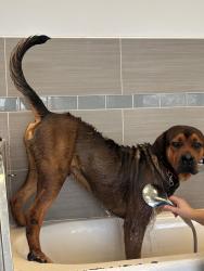 Reunited Male Dog last seen Dondell and Woodforest, Channelview, TX 77530