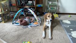 Reunited Male Dog last seen Tolley Terr and Lynn Burke, Monrovia, MD 21770