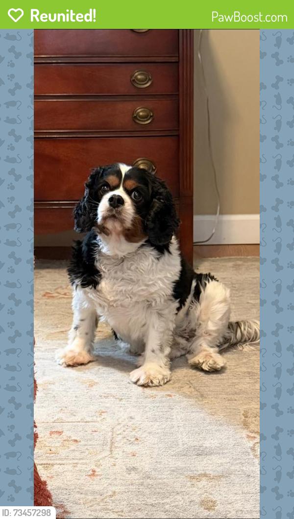 Reunited Male Dog last seen Elaine Way, Dalton, GA 30720, USA, Dalton, GA 30720