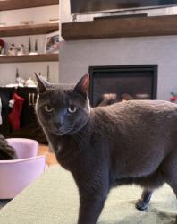 Reunited Female Cat last seen SE Evergreen Hwy & SE 169th Ct., Vancouver, WA 98683