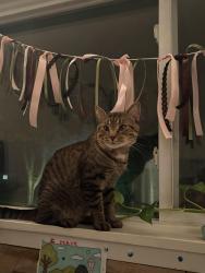 Found/Stray Male Cat last seen Spartan Ave, East Lansing, MI 48823