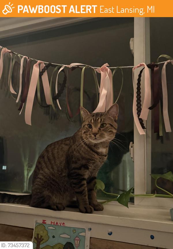 Found/Stray Male Cat last seen Spartan Ave, East Lansing, MI 48823