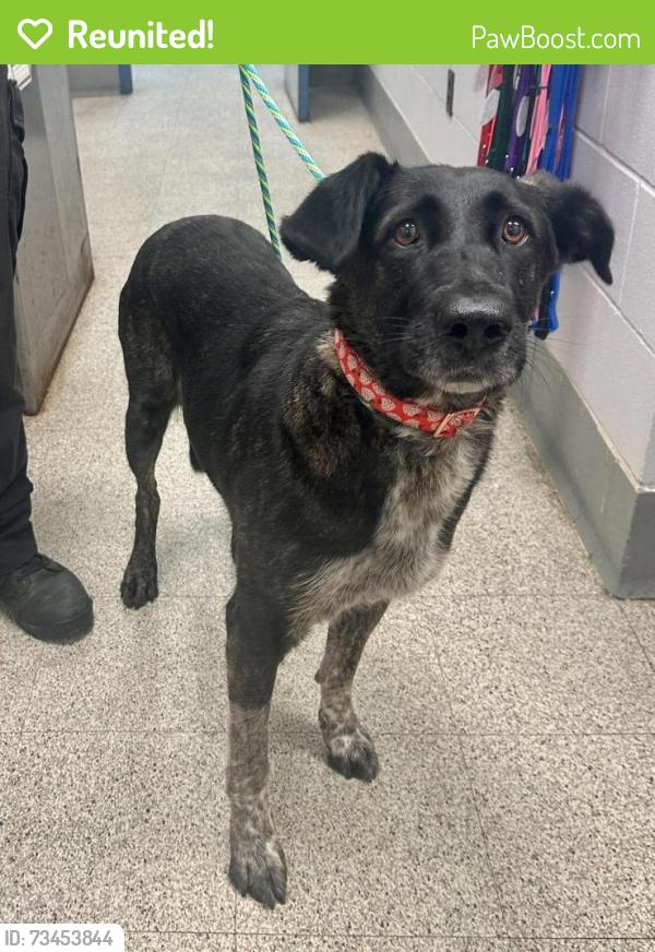 Reunited Female Dog last seen Powers and Winthrop, Saint Paul, MN 55119
