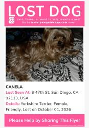 Lost Female Dog last seen Solola and 47th St., National City, CA 92113