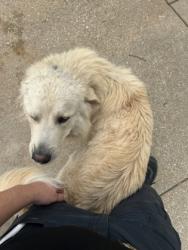 Shelter Stray Male Dog last seen Near Block Of Melinda, FOREST HILL, TX, 3961 Bluebell Dr, Everman, TX 76140, USA