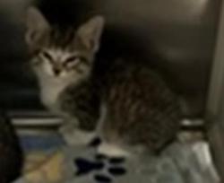 Shelter Stray Male Cat last seen Near Blk of Euclid, District 2 - West Cleburne, TX, 2375 Service Dr, Cleburne, TX 76033, USA
