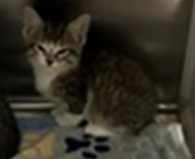 Shelter Stray Male Cat last seen Near Blk of Euclid, District 2 - West Cleburne, TX, 2375 Service Dr, Cleburne, TX 76033, USA