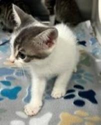 Shelter Stray Male Cat last seen Near Blk of Euclid, District 2 - West Cleburne, TX, 2375 Service Dr, Cleburne, TX 76033, USA