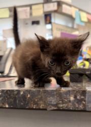 Shelter Stray Male Cat last seen Near wallace st, Dover,, 1639 Old Airport Rd, New Bern, NC 28562, USA