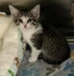 Shelter Stray Male Cat last seen Near Blk of Euclid, District 2 - West Cleburne, TX, 2375 Service Dr, Cleburne, TX 76033, USA