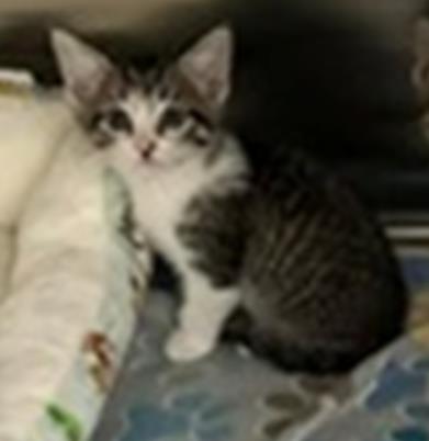 Shelter Stray Male Cat last seen Near Blk of Euclid, District 2 - West Cleburne, TX, 2375 Service Dr, Cleburne, TX 76033, USA