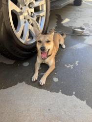 Found/Stray Female Dog last seen Campbell ave and bushnell ave, Riverside, CA 92505