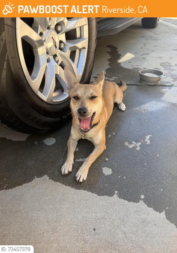 Found/Stray Female Dog last seen Campbell ave and bushnell ave, Riverside, CA 92505