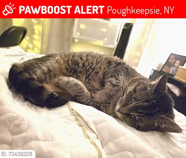 Lost Female Cat last seen Near Forbus hill apmts, Poughkeepsie, NY 12601