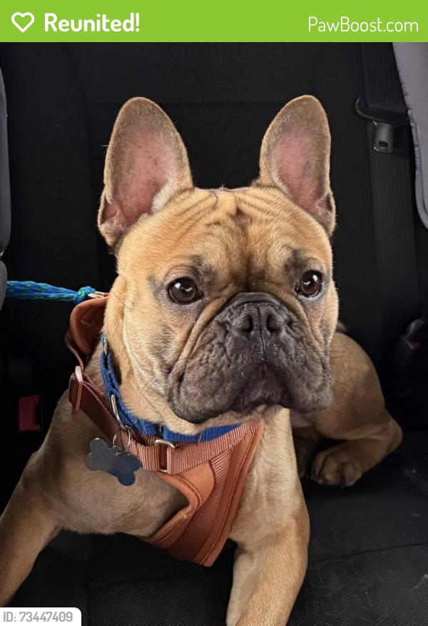 Reunited Male Dog last seen Old Williamsburg Rd and Maurice Ct, Yorktown, VA 23690