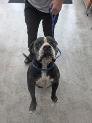 Shelter Stray Female Dog last seen Near Golden Triangle Blvd, East District, TX, 355 Hillshire Dr, Haslet, TX 76052, USA