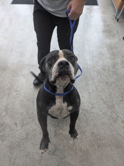 Shelter Stray Female Dog last seen Near Golden Triangle Blvd, East District, TX, 355 Hillshire Dr, Haslet, TX 76052, USA