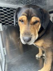 Shelter Stray Male Dog last seen Near GARY LN, East District, TX, 355 Hillshire Dr, Haslet, TX 76052, USA