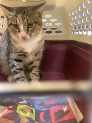 Shelter Stray Female Cat last seen Near rustling elm ct, District 13 - Tarrant County, TX, 355 Hillshire Dr, Haslet, TX 76052, USA