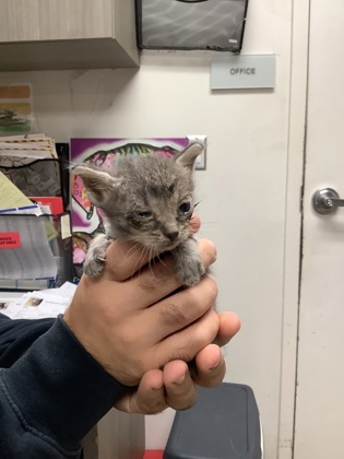 Shelter Stray Female Cat last seen Near Maurice Avenue, East District, TX, 355 Hillshire Dr, Haslet, TX 76052, USA