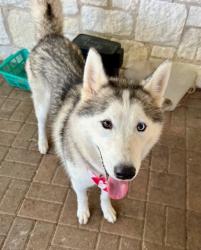 Shelter Stray Male Dog last seen Near Abston Dr, 75150, TX, 1650 Gross Rd, Mesquite, TX 75149, USA