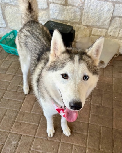 Shelter Stray Male Dog last seen Near Abston Dr, 75150, TX, 1650 Gross Rd, Mesquite, TX 75149, USA