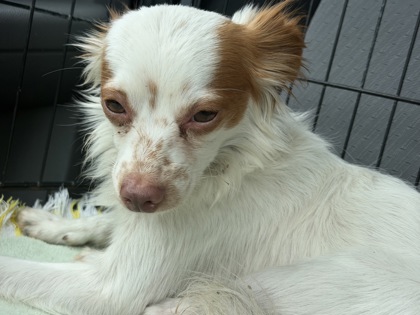 Shelter Stray Male Dog last seen Near East Meadows Blvd, 75149, TX, 1650 Gross Rd, Mesquite, TX 75149, USA
