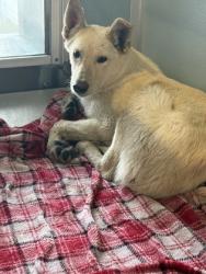 Shelter Stray Male Dog last seen W Kamm & S Brawley Ave, Caruthers Zone Fresno CO 1B 93609, CA, 1510 W Dan Ronquillo Dr, Fresno, CA 93706, USA