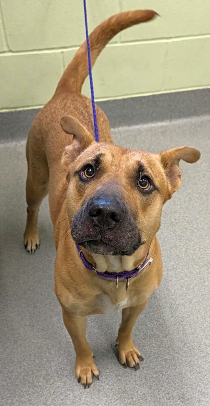 Shelter Stray Female Dog last seen Near Stone Rd, Kilgore, City of, TX, 303 H G Mosley Pkwy, Longview, TX 75604, USA
