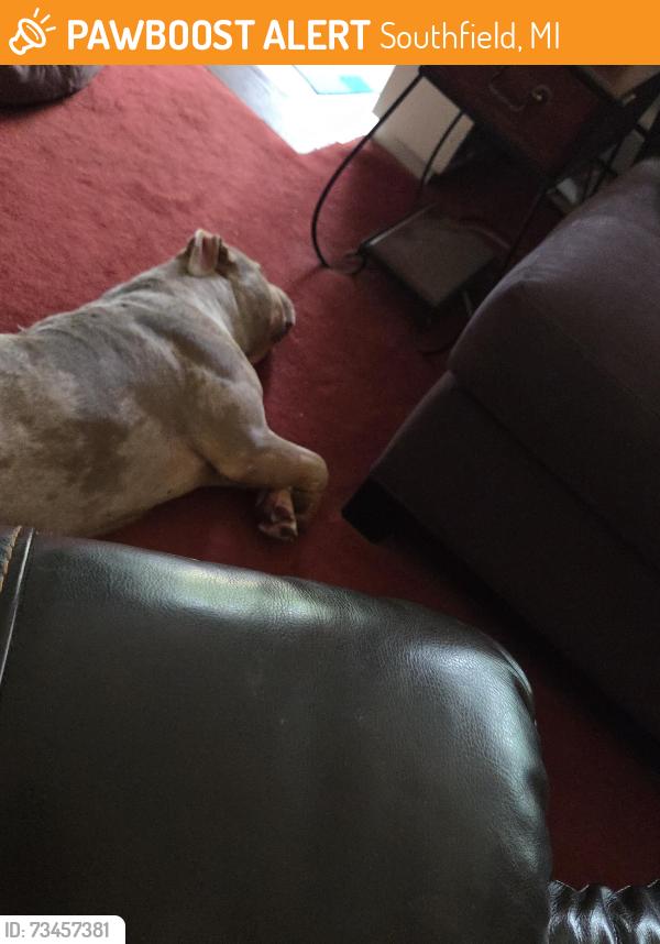 Found/Stray Unknown Dog last seen 9 mile and Berg, Southfield, MI 48033