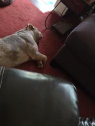Found/Stray Unknown Dog last seen 9 mile and Berg, Southfield, MI 48033