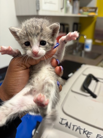 Shelter Stray Female Cat last seen Near Jonesboro Rd SE, Atlanta, GA, 1251 Fulton Industrial Blvd NW, Atlanta, GA 30336, USA