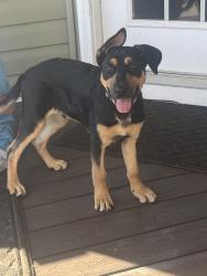 Found/Stray Male Dog last seen James Dunbar and water tank, Lexington County, SC 29123