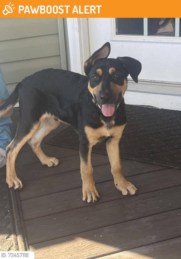 Found/Stray Male Dog last seen James Dunbar and water tank, Lexington County, SC 29123