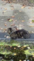 Found/Stray Unknown Cat last seen Triangle st, triangle terrace, Danbury, CT 06810