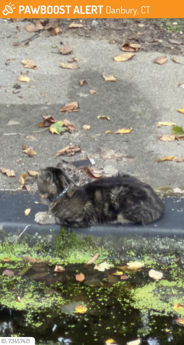 Found/Stray Unknown Cat last seen Triangle st, triangle terrace, Danbury, CT 06810