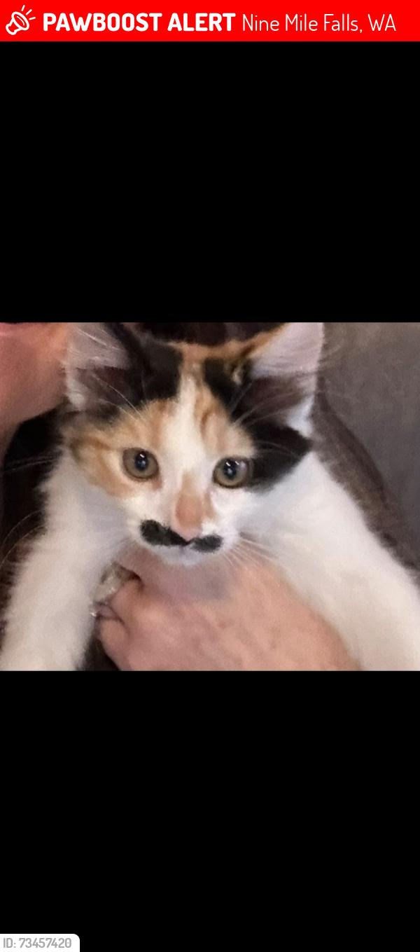 Lost Female Cat last seen West sunridge drive, Nine Mile Falls, WA 99026