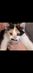Lost Female Cat last seen West sunridge drive, Nine Mile Falls, WA 99026