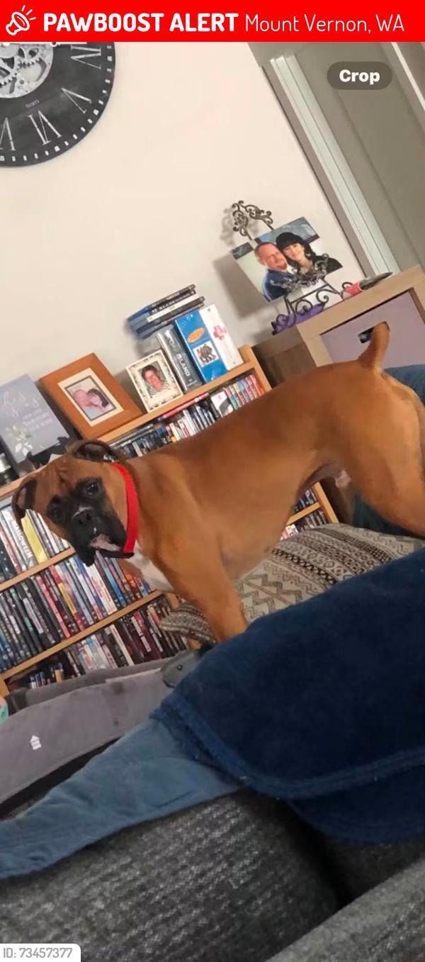 Lost Male Dog last seen Martin Rd. We are nearby Barney Lake., Mount Vernon, WA 98273
