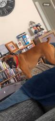 Lost Male Dog last seen Martin Rd. We are nearby Barney Lake., Mount Vernon, WA 98273